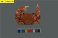 藏品(光手酋婦蟹)的圖片